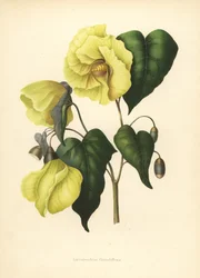 Magnolia pterocarpa estinta